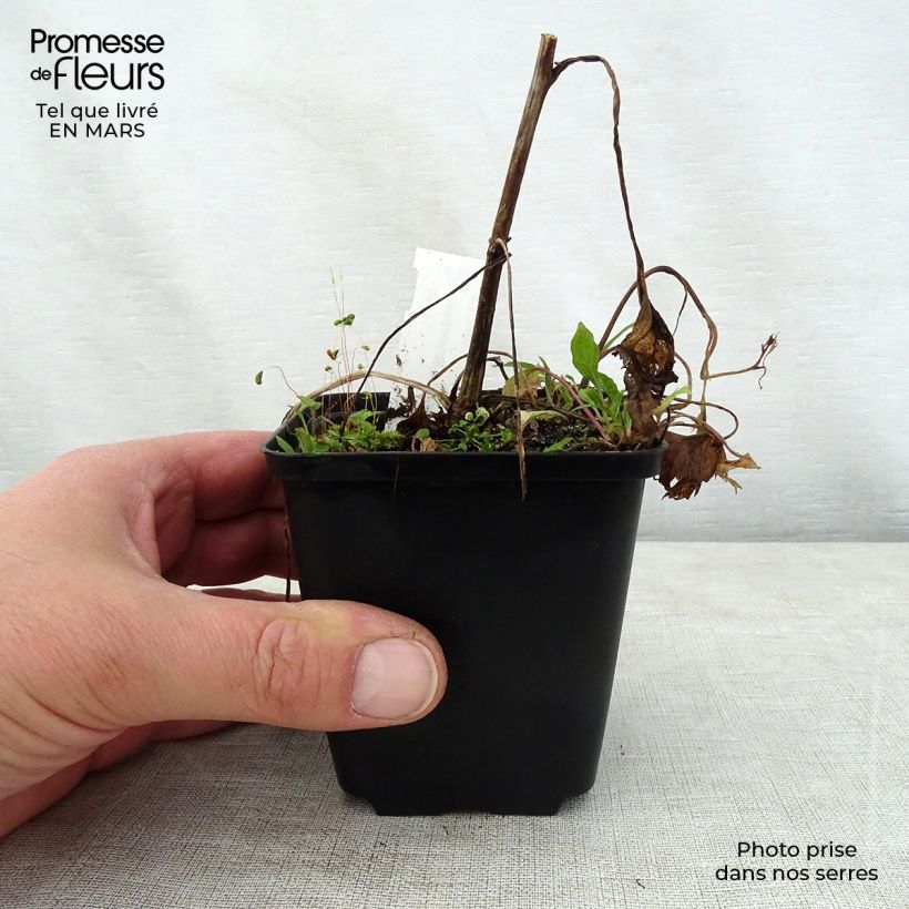 Spécimen de Campanule hybride Pink Octopus Godet de 8/9 cm tel que livré au printemps