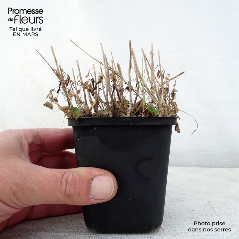 Spécimen de Campanule hybride Ringsabell Indigo Blue   Godet de 8/9 cm tel que livré au printemps