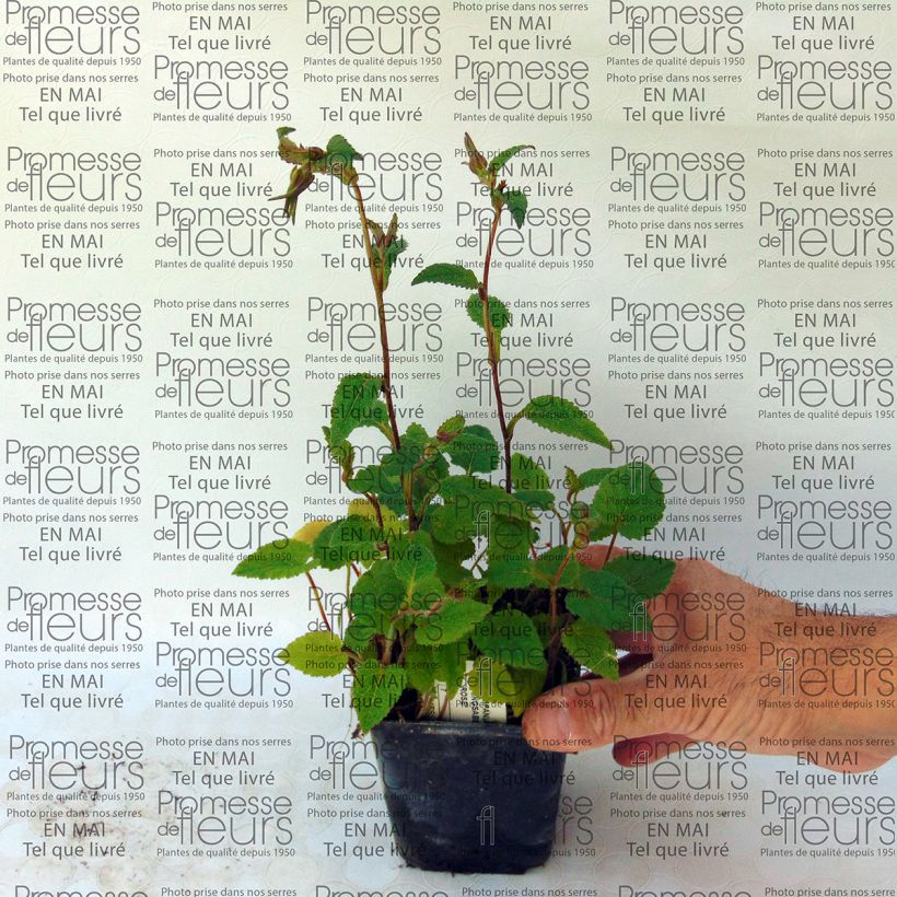 Exemple de spécimen de Campanule hybride Ringsabell Mulberry Rose Godet de 8/9 cm tel que livré