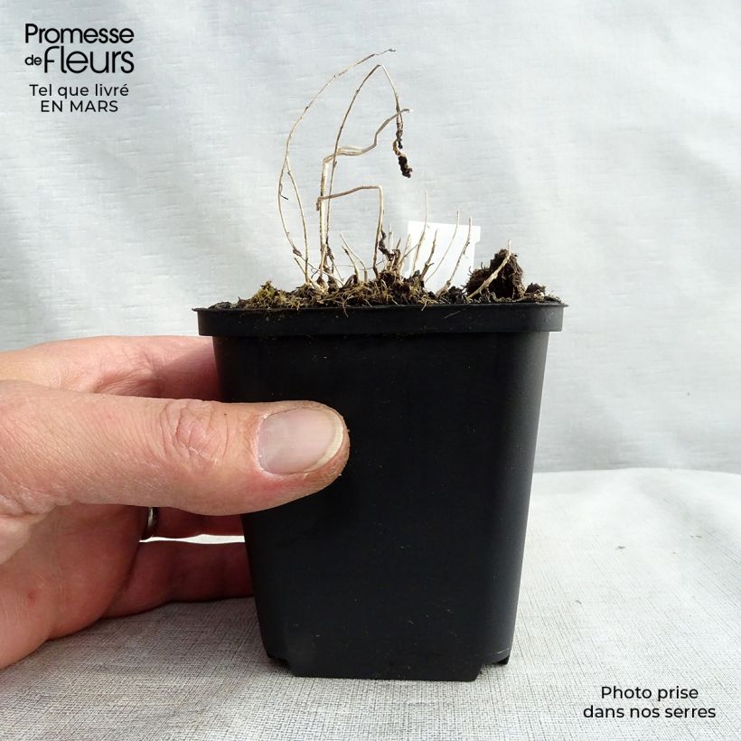 Example of Campanule lactiflora - Campanule laiteuse Godet de 8/9 cm as you get in printemps