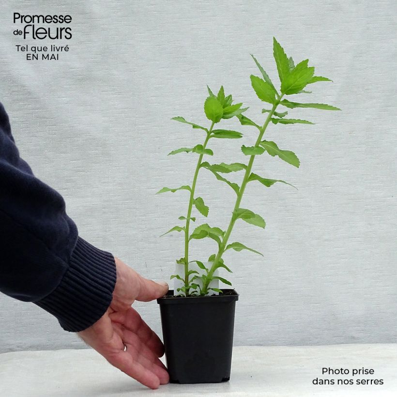 Example of Campanule lactiflora Loddon Anna - Campanule laiteuse rose pâle Godet de 7/8 cm as you get in printemps