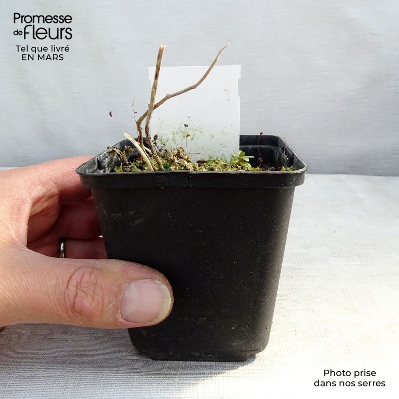 Example of Campanule lactiflora Prichard s variety Campanule laiteuse bleue Godet de 8/9 cm as you get in printemps