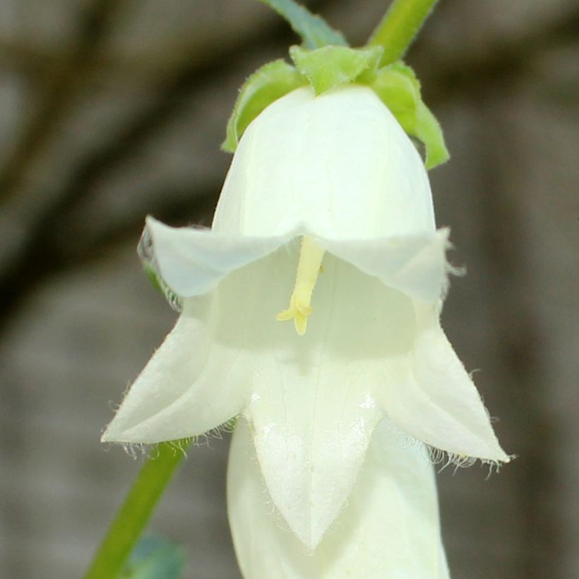 Campanule ochroleuca (Flowering)