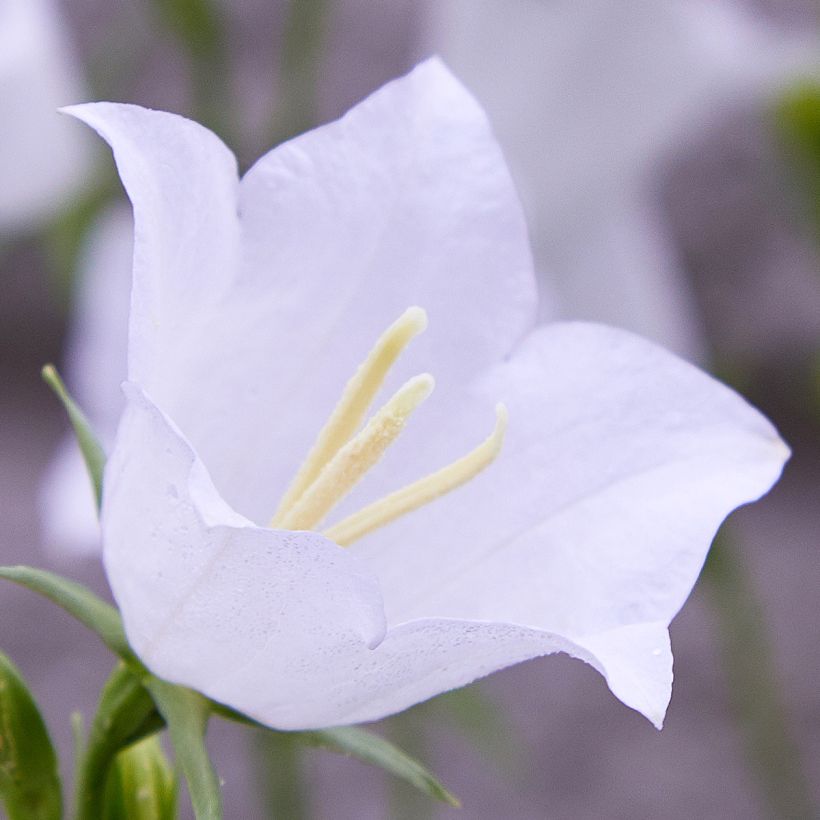 Campanule percisifolia var. planiflora f.alba (Flowering)