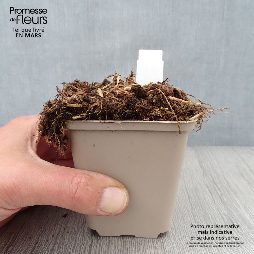 Spécimen de Campanule persicifolia Hidcote Amethyst - Campanule à feuilles de pêcher Godet de 8/9 cm tel que livré au printemps