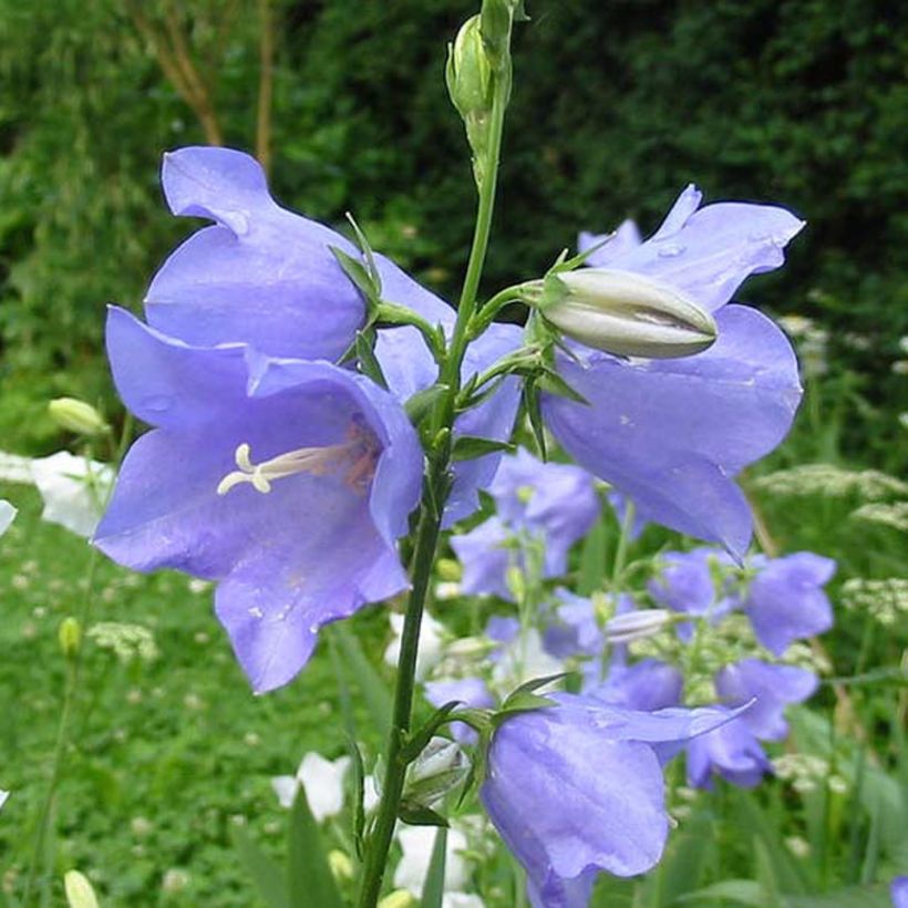 Campanule à feuilles de pêcher - Campanula persicifolia (Flowering)
