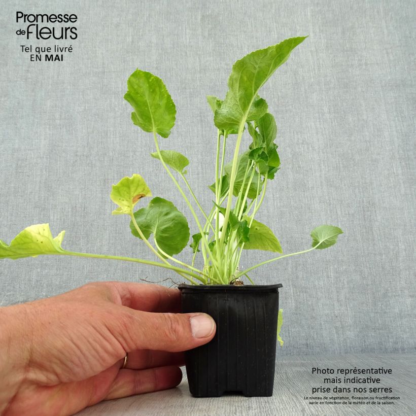 Spécimen de Campanule pyramidalis Alba - Campanule pyramidale blanche Godet de 8/9 cm tel que livré au printemps