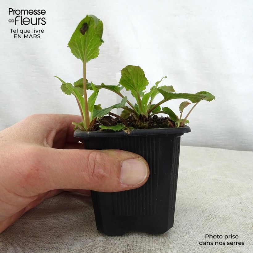 Spécimen de Campanule takesimana Alba Godet de 8/9 cm tel que livré au printemps