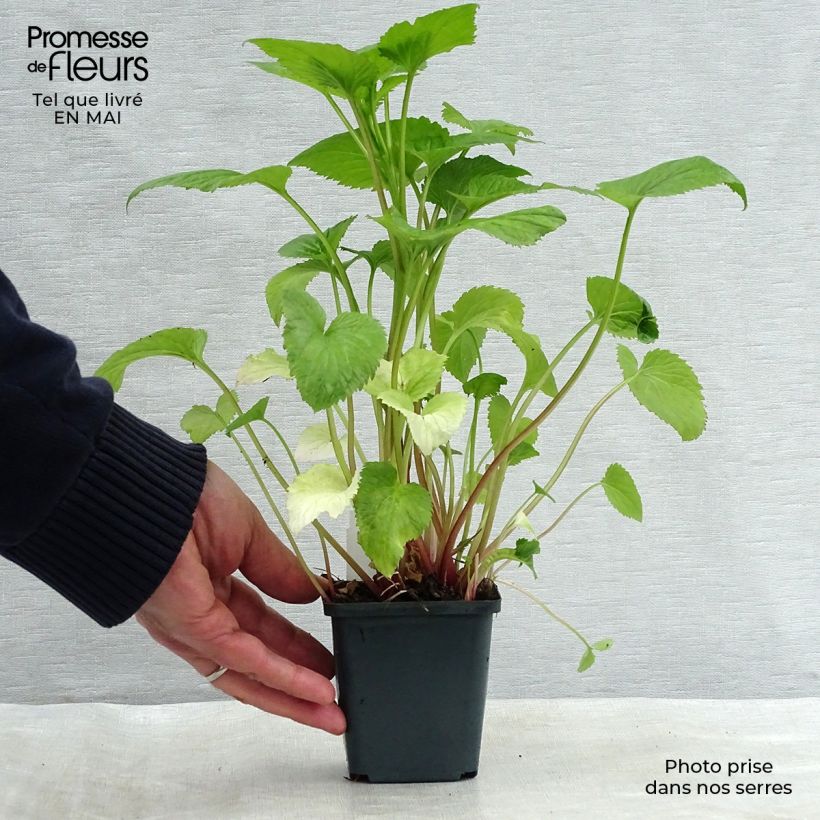 Example of Campanule takesimana - Campanule de Corée Godet de 8/9 cm as you get in printemps