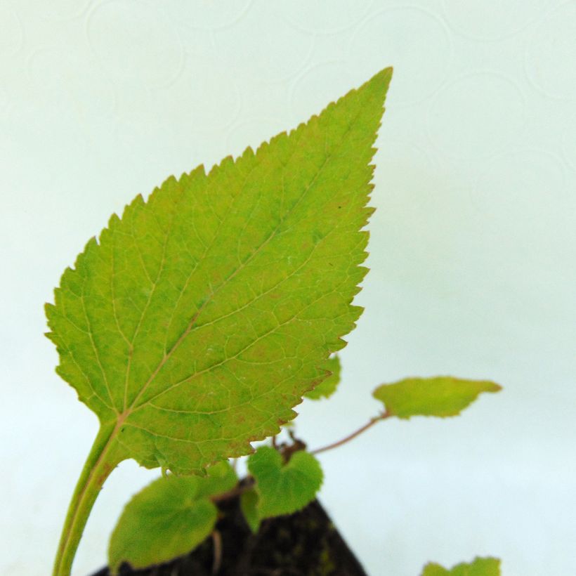 Campanule takesimana Elisabeth - Campanule de Corée (Foliage)