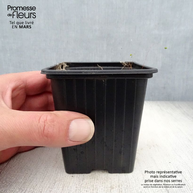 Example of Campanule takesimana Elisabeth - Campanule de Corée Godet de 7/8 cm as you get in printemps