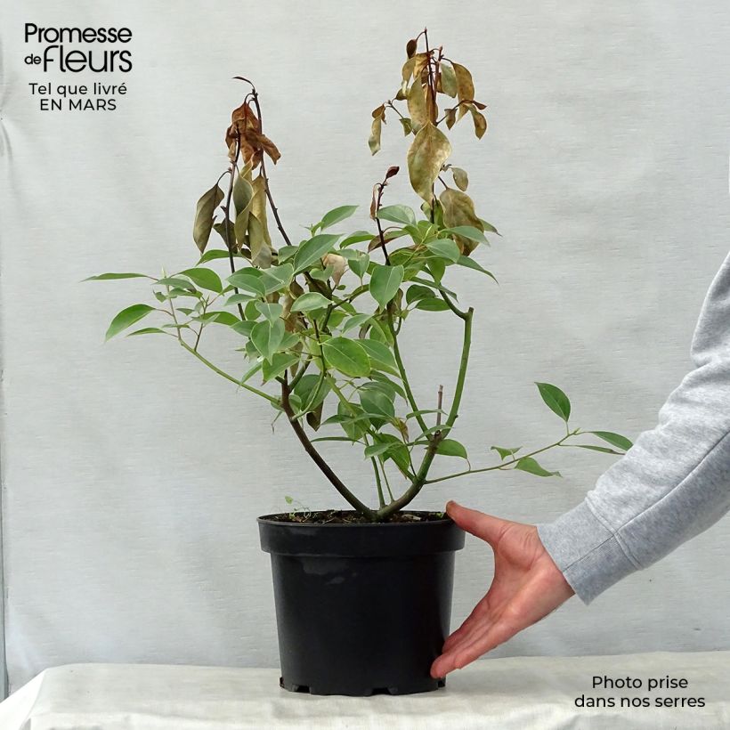 Example of Camphrier - Cinnamomum camphora Pot de 2L/3L as you get in printemps