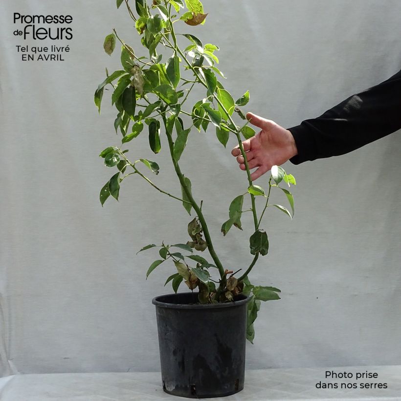 Example of Camphrier - Cinnamomum camphora Pot de 7,5L/10L as you get in printemps