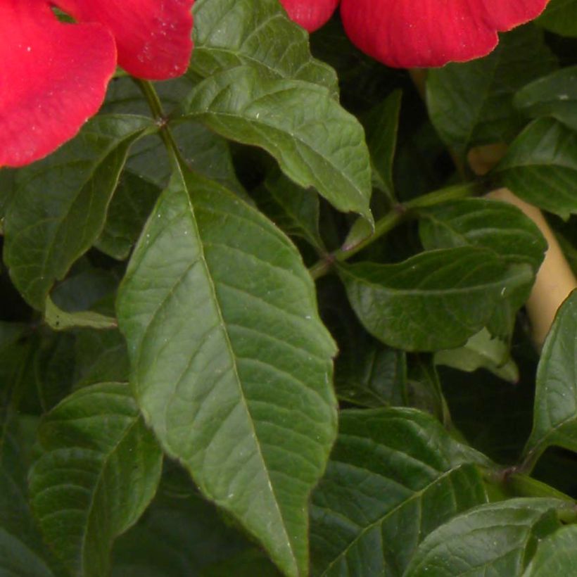 Bignone - Campsis tagliabuana Summer Jazz Fire (Foliage)