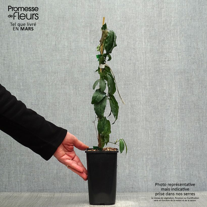 Example of Campsis capreolata - Bignone à vrilles Pot de 1L/1,5L as you get in printemps