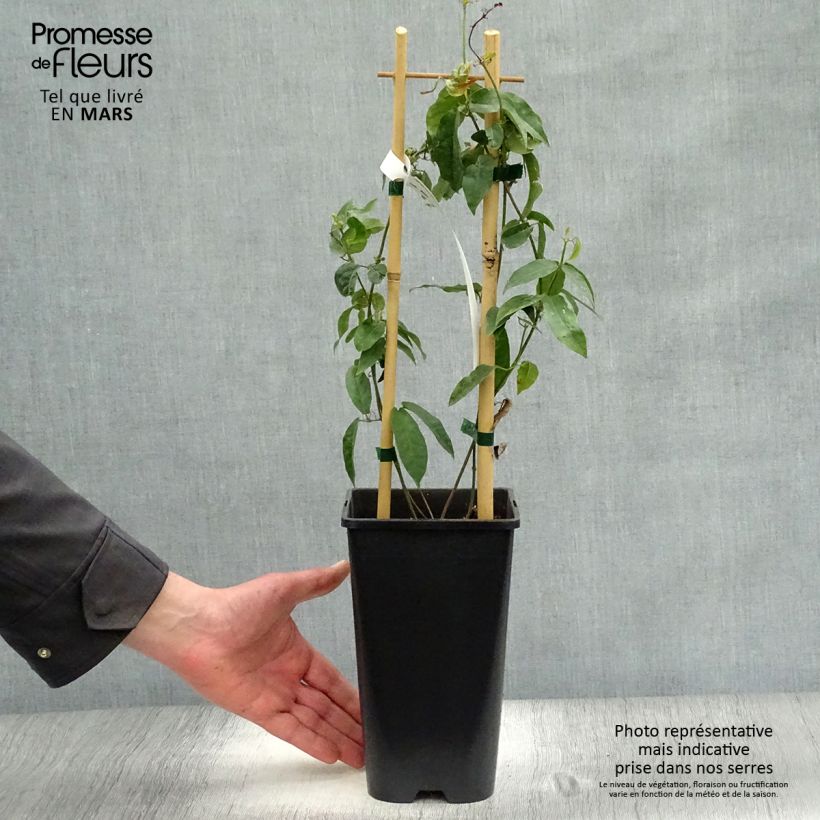 Example of Campsis capreolata - Bignone à vrilles Pot de 2L/3L as you get in printemps