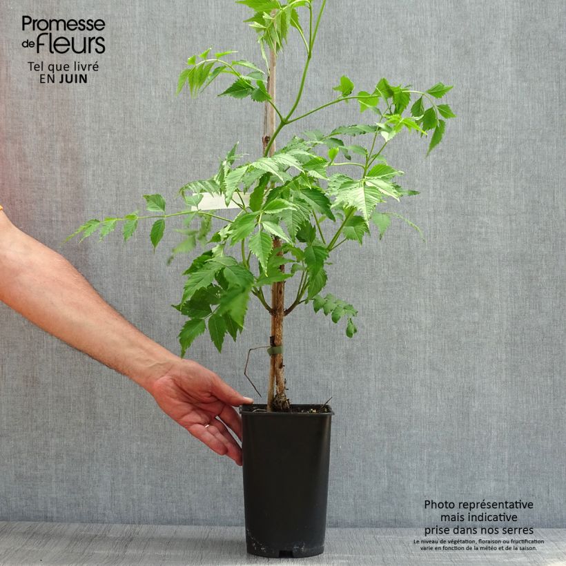 Example of Campsis grandiflora - Bignone à grandes fleurs Pot de 2L/3L as you get in printemps