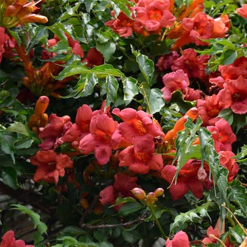 Bignone, Trompette de Virginie Atropurpurea - Campsis radicans (Flowering)