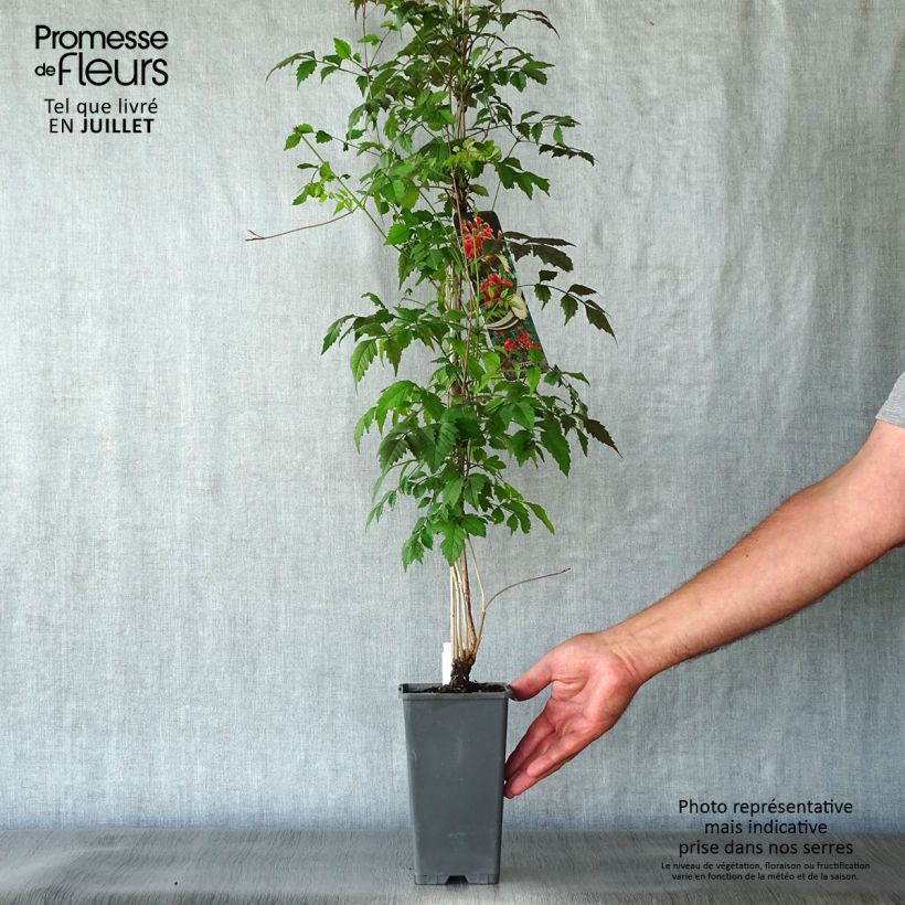 Spécimen de Campsis radicans - Bignone de Virginie Pot de 2L/3L tel que livré en été