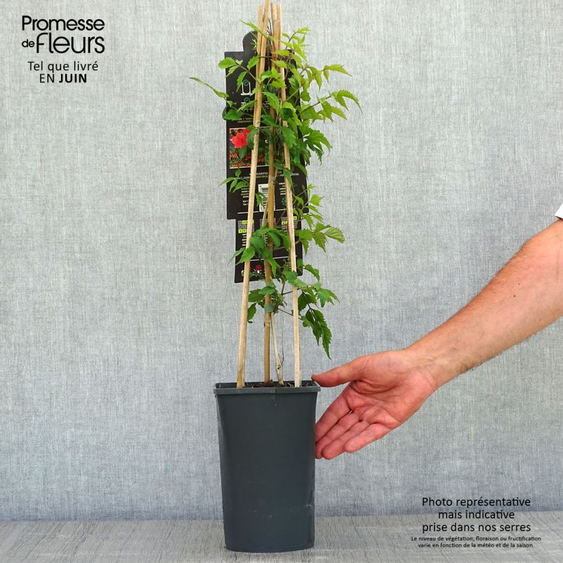 Example of Campsis radicans - Bignone de Virginie Pot de 2L/3L as you get in printemps