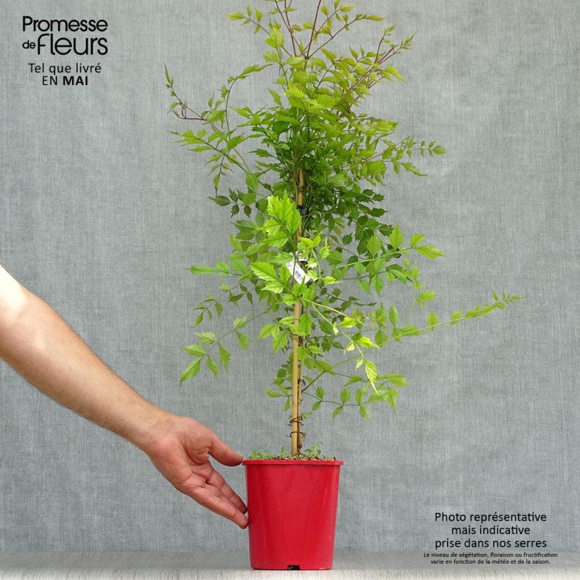 Example of Campsis radicans Flamenco - Bignone de Virginie Pot de 2L/3L as you get in printemps