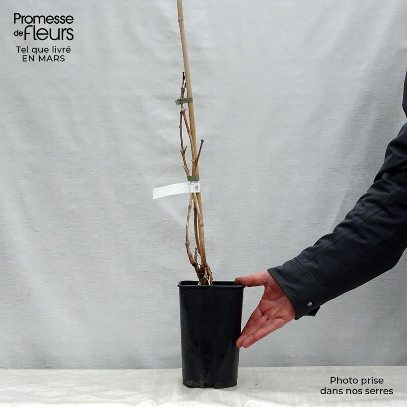 Example of Campsis radicans Indian Summer - Bignone de Virginie  Pot de 2L/3L as you get in printemps