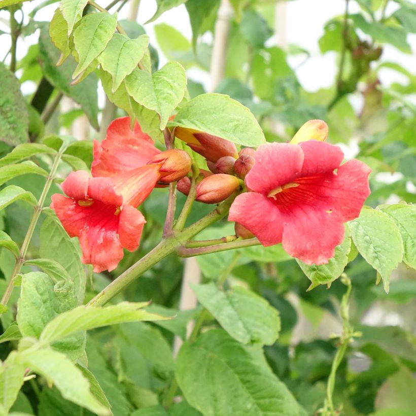 Campsis radicans Stromboli - Bignone de Virginie (Flowering)