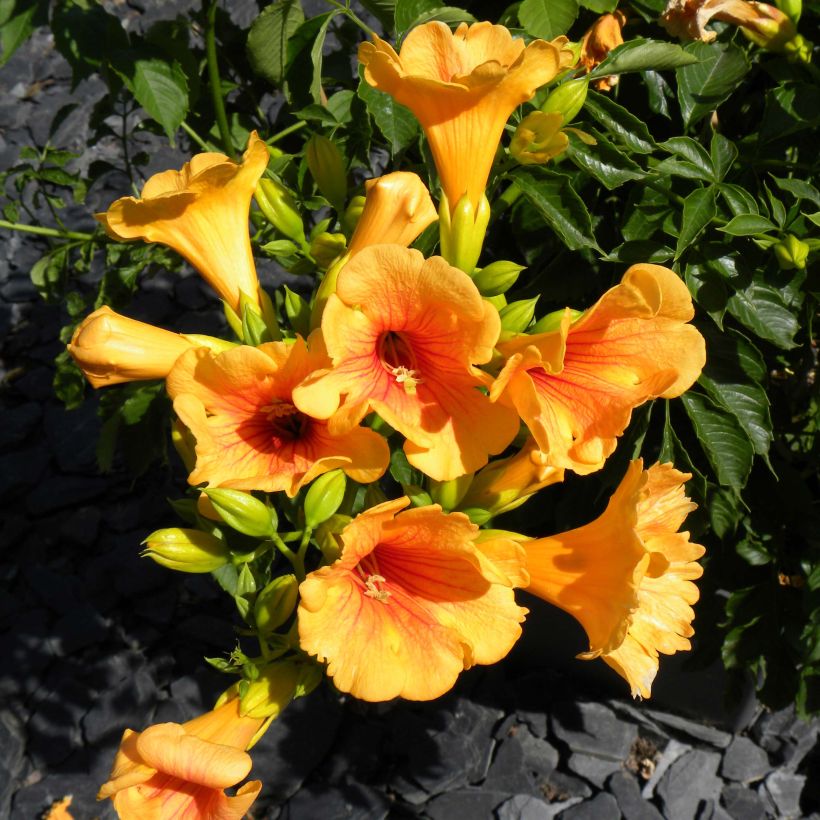 Bignone - Campsis tagliabuana Summer Jazz Gold (Flowering)