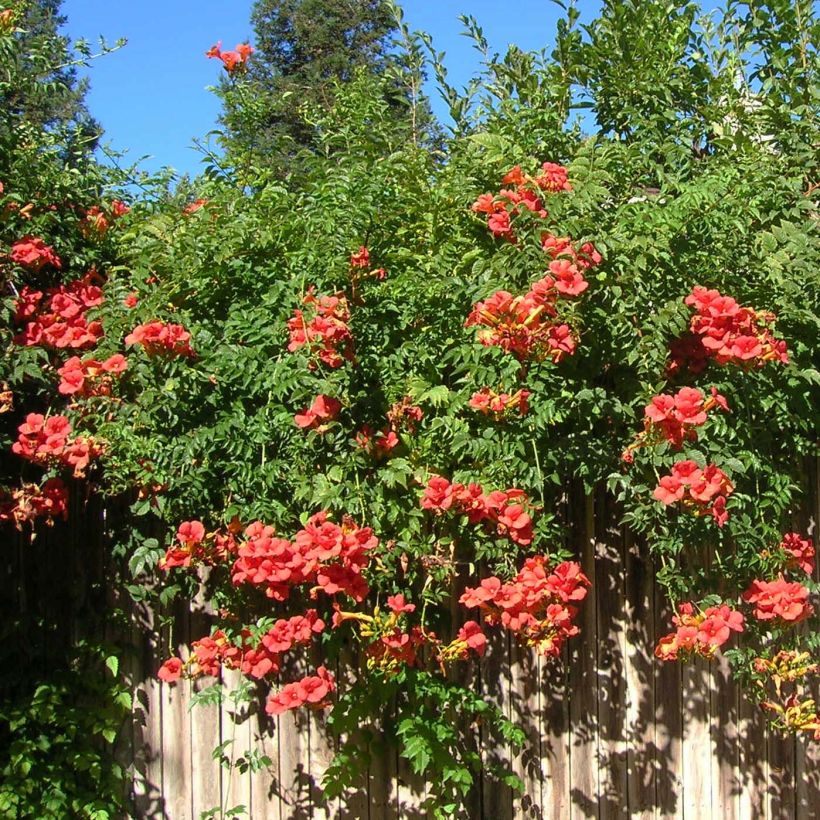 Bignone - Campsis tagliabuana Madame Galen (Plant habit)