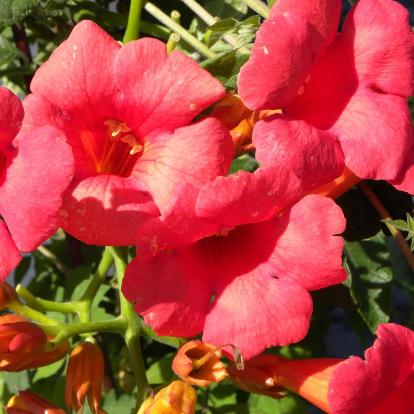 Bignone - Campsis tagliabuana Grenadine (Floraison)