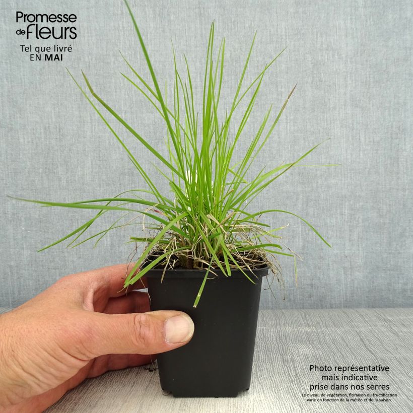 Example of Canche cespiteuse Northern Lights - Deschampsia cespitosa  Godet de 8/9 cm as you get in printemps