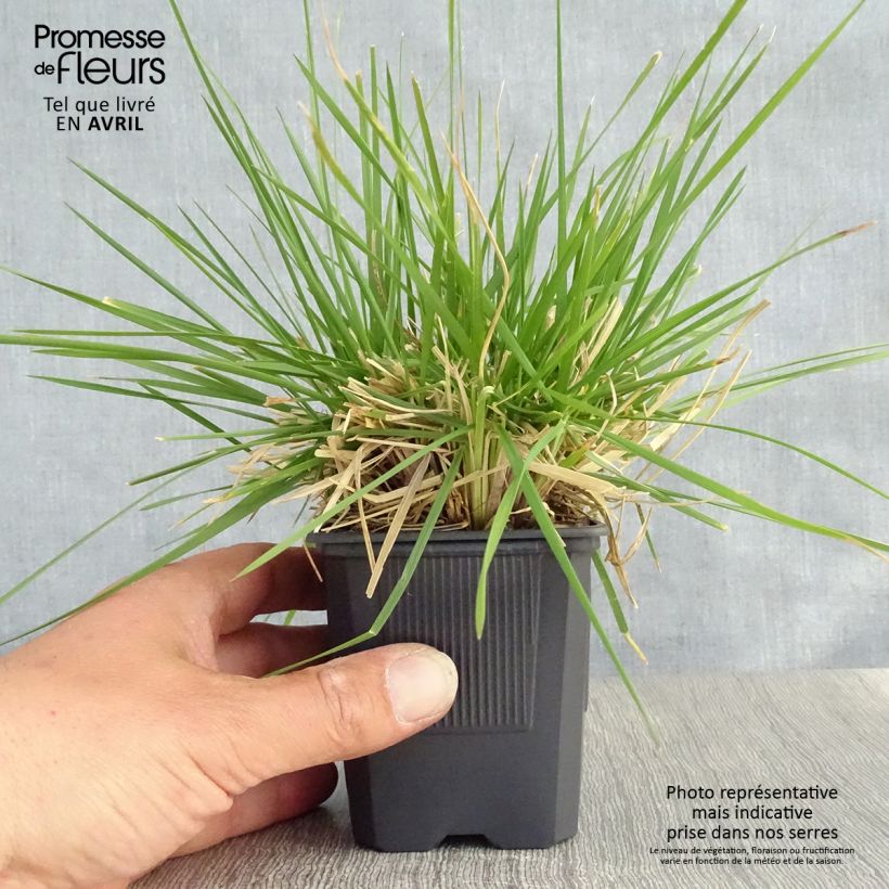 Spécimen de Canche cespiteuse Tauträger - Deschampsia cespitosa Godet de 8/9 cm tel que livré au printemps