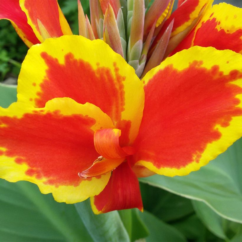 Canna Queen Charlotte - Balisier (Flowering)