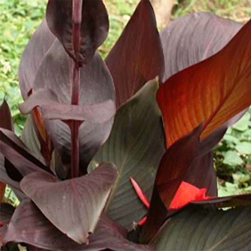 Canna Semaphore - Balisier orange abricot (Foliage)