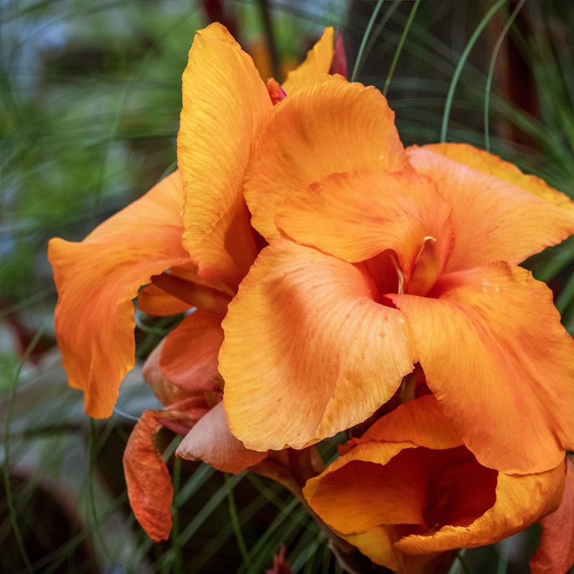 Canna Durban (Floraison)