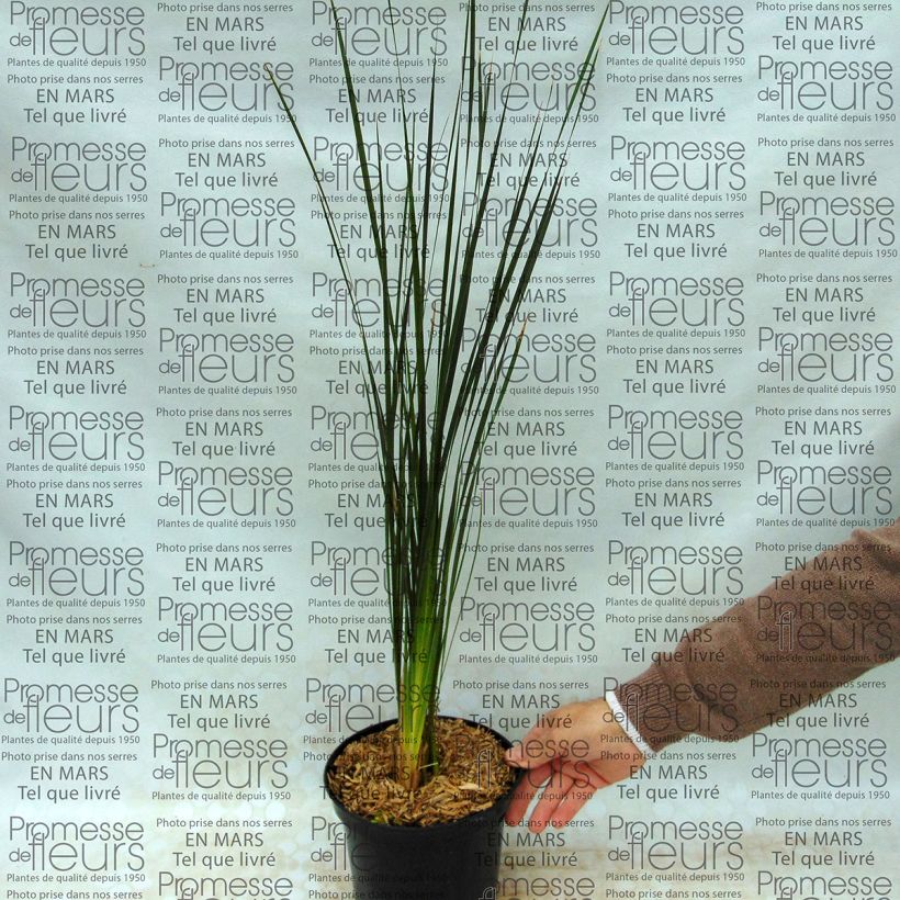 Exemple de spécimen de Canne à pêche des anges - Dierama Guinevere Pot de 2L/3L tel que livré