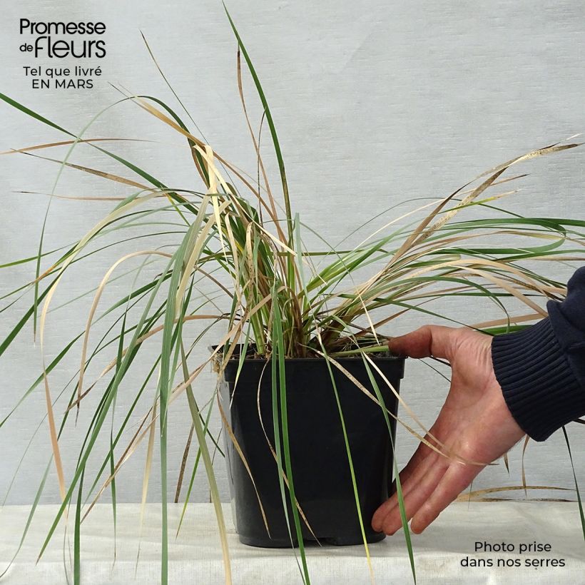 Spécimen de Canne à pêche des anges - Dierama Pink Rocket Pot de 2L/3L tel que livré au printemps