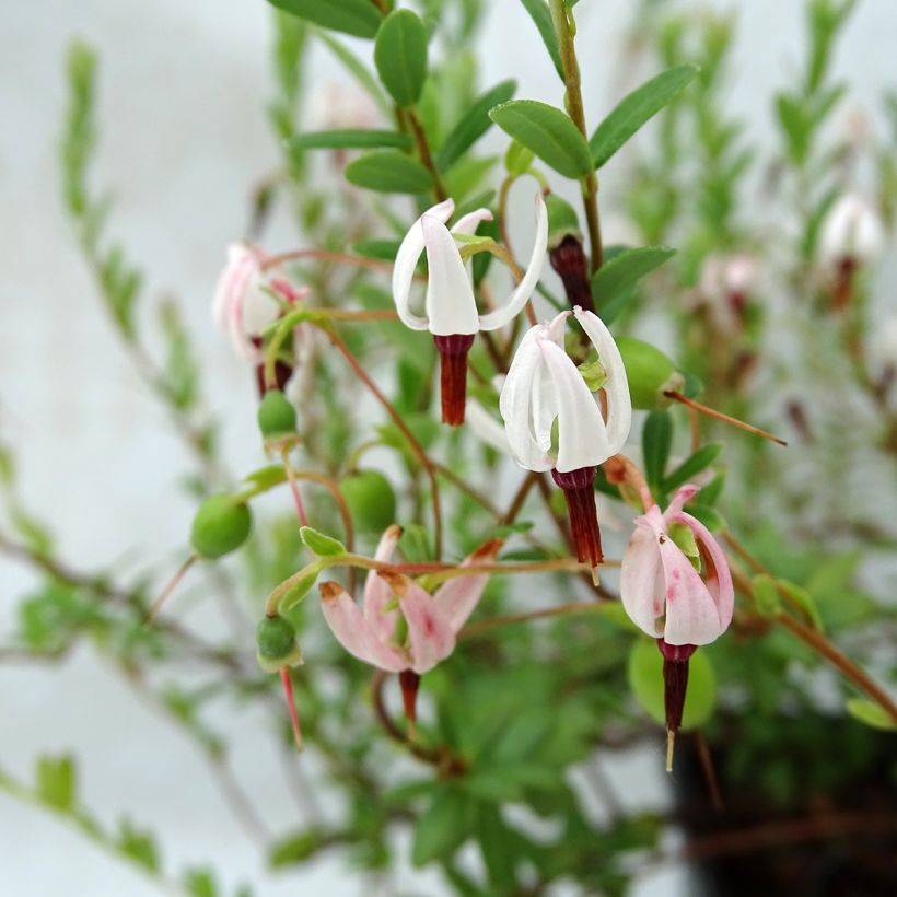 Canneberge - Cranberry- Vaccinium macrocarpon Pilgrim (Flowering)