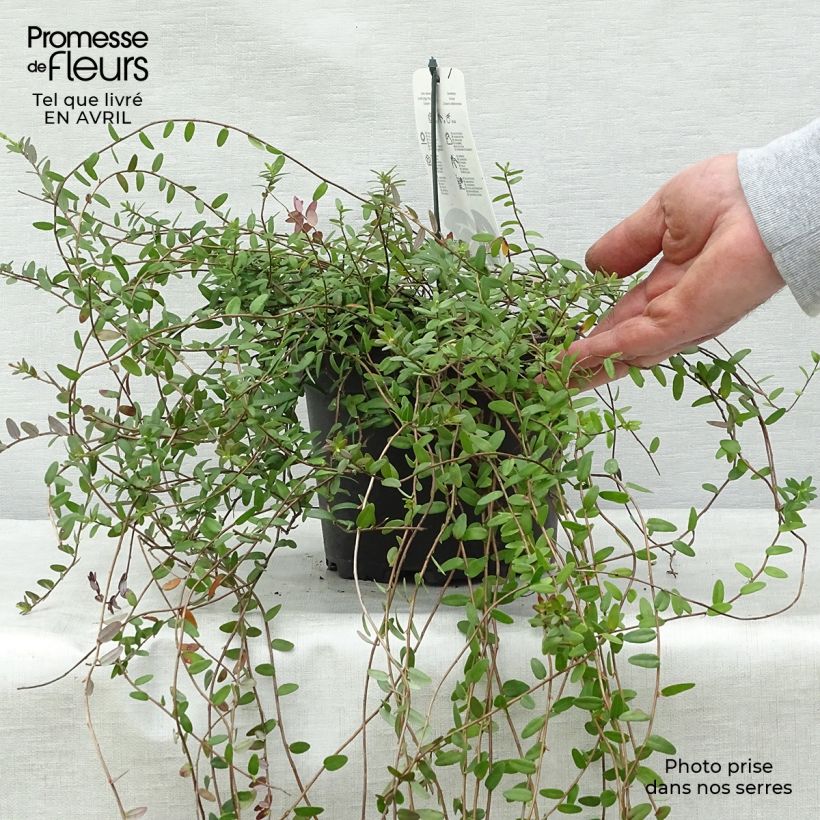 Example of Canneberge - Cranberry- Vaccinium macrocarpon Pilgrim Pot de 1,5L/2L, Buisson as you get in printemps
