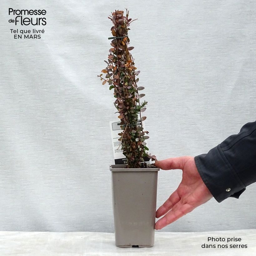 Example of Canneberge - Cranberry - Vaccinium macrocarpon Pot de 1,5L/2L, Buisson as you get in printemps