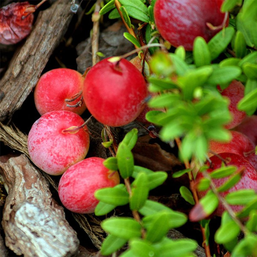 Canneberge Early Black - Vaccinium macrocarpon - Cranberry (Harvest)