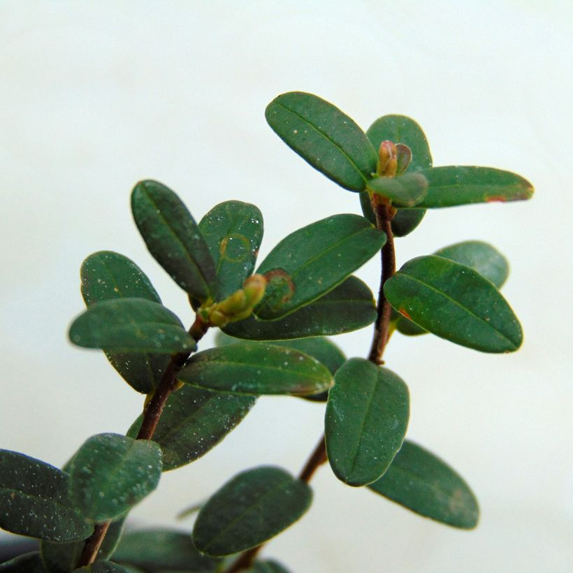 Canneberge Early Black - Vaccinium macrocarpon - Cranberry (Foliage)