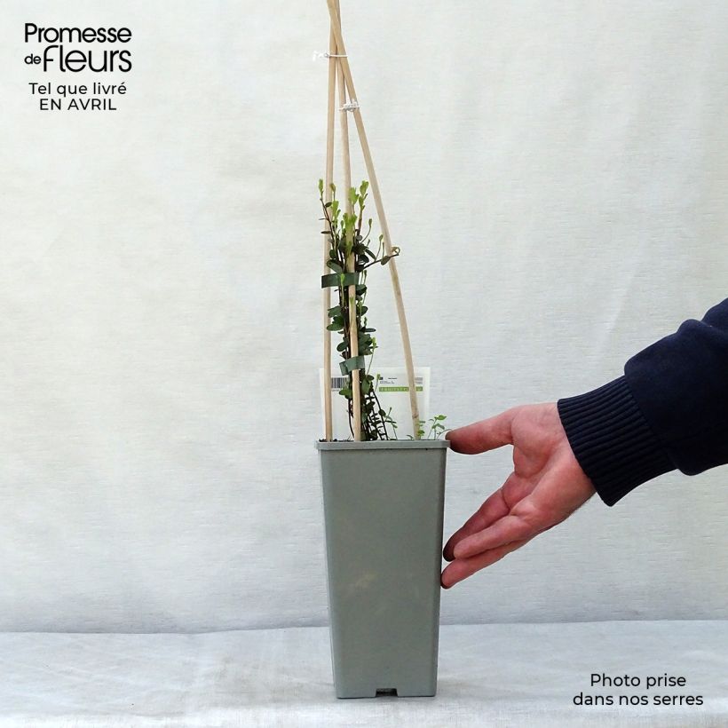 Example of Canneberge Early Black - Vaccinium macrocarpon - Cranberry Pot de 1,5L/2L, Buisson as you get in printemps