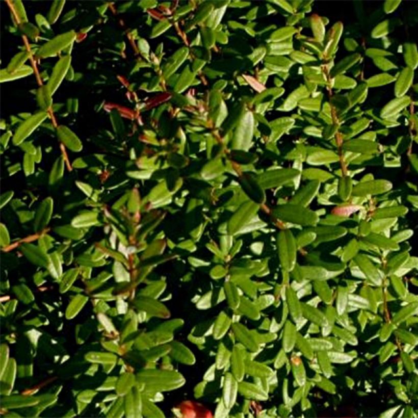 Canneberge - Cranberry- Vaccinium macrocarpon Pilgrim (Foliage)