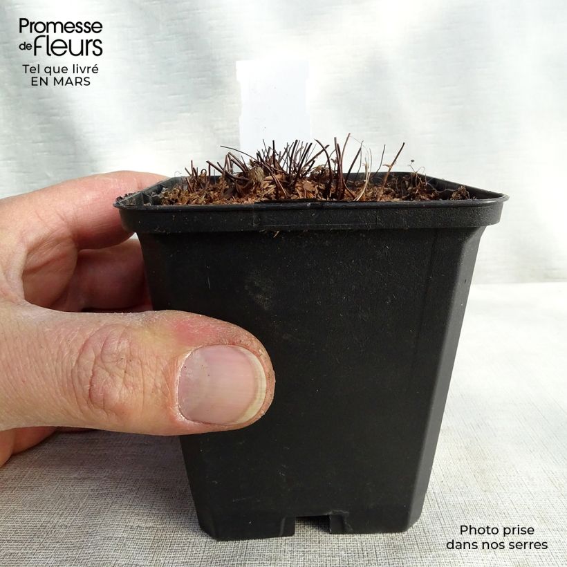 Spécimen de Capillaire élégante - Adiantum venustum Godet de 8/9 cm tel que livré en hiver