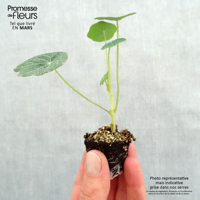 Example of Capucine Baby Orange - Tropaeolum majus Mini-motte Ø 3/4 cm, Plant vert de 5 à 10 cm de haut as you get in printemps