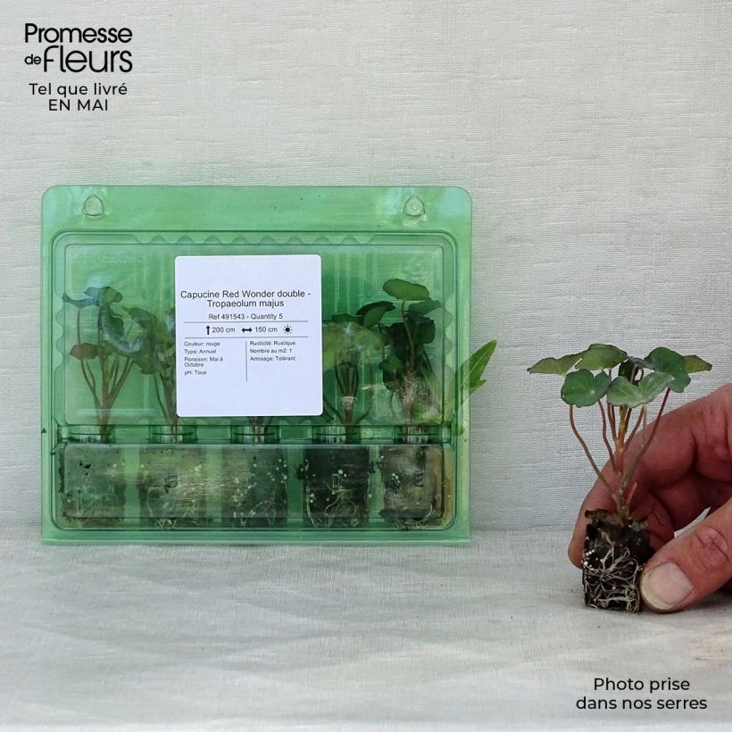 Example of Capucine Red Wonder double - Tropaeolum majus Mini-motte Ø 1,5/2,5 cm, Plant vert de 5 à 10 cm de haut as you get in printemps