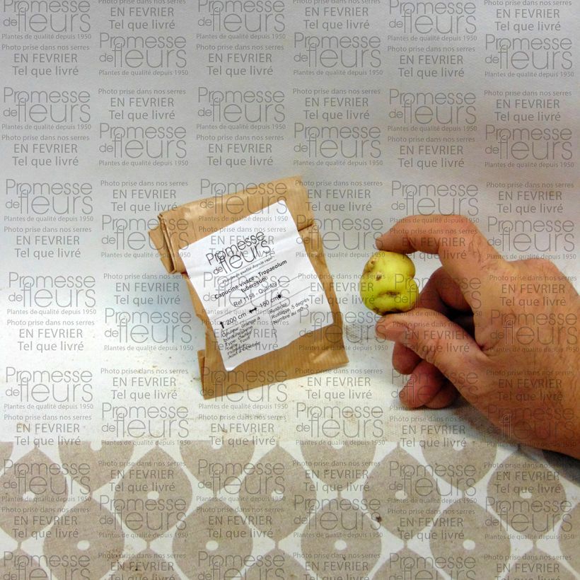 Example of Capucine tubéreuse - Tropaeolum tuberosum Bulbe, Calibre 8/10 as you get