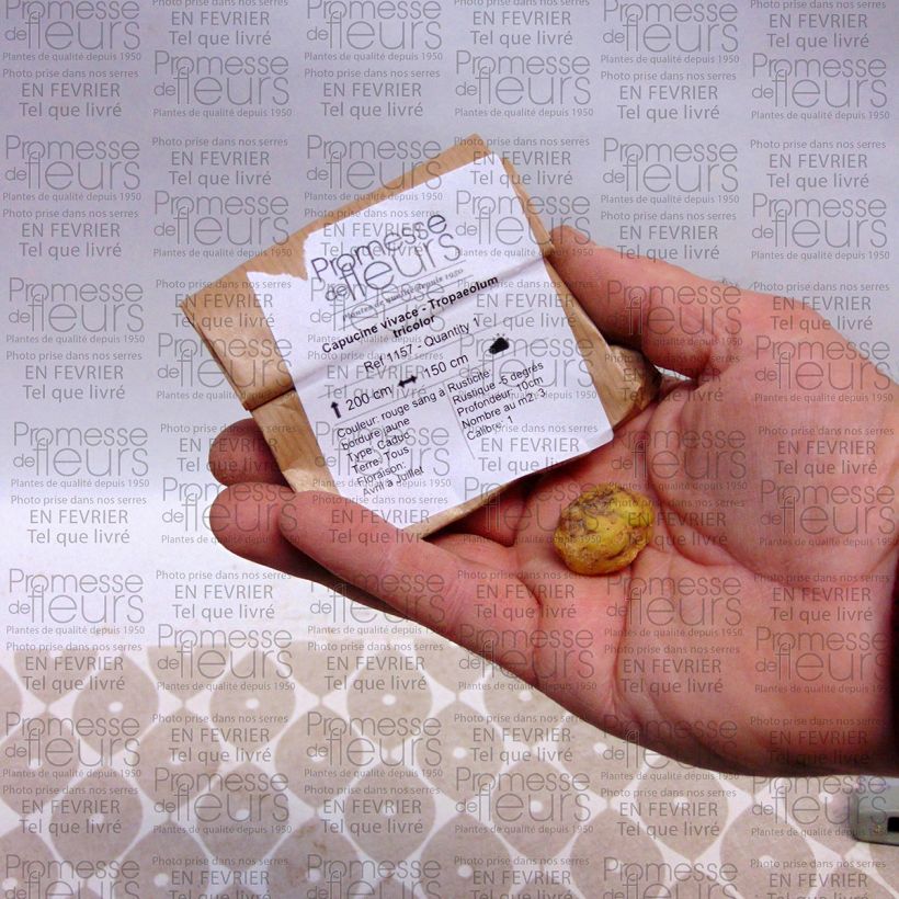 Exemple de spécimen de Capucine vivace - Tropaeolum tricolor Bulbe calibre I tel que livré