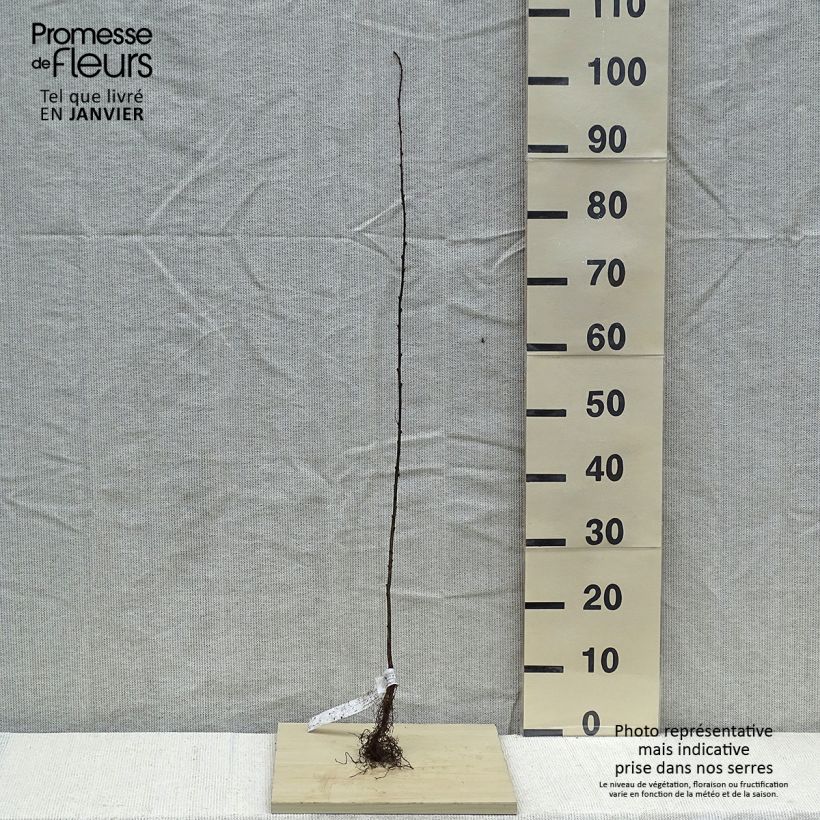 Example of Caragana arborescens - Acacia jaune, Caraganier de Sibérie Racines nues as you get in hiver
